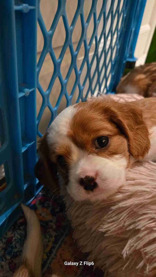 Cavalier King Charles Spaniel Puppies media 5