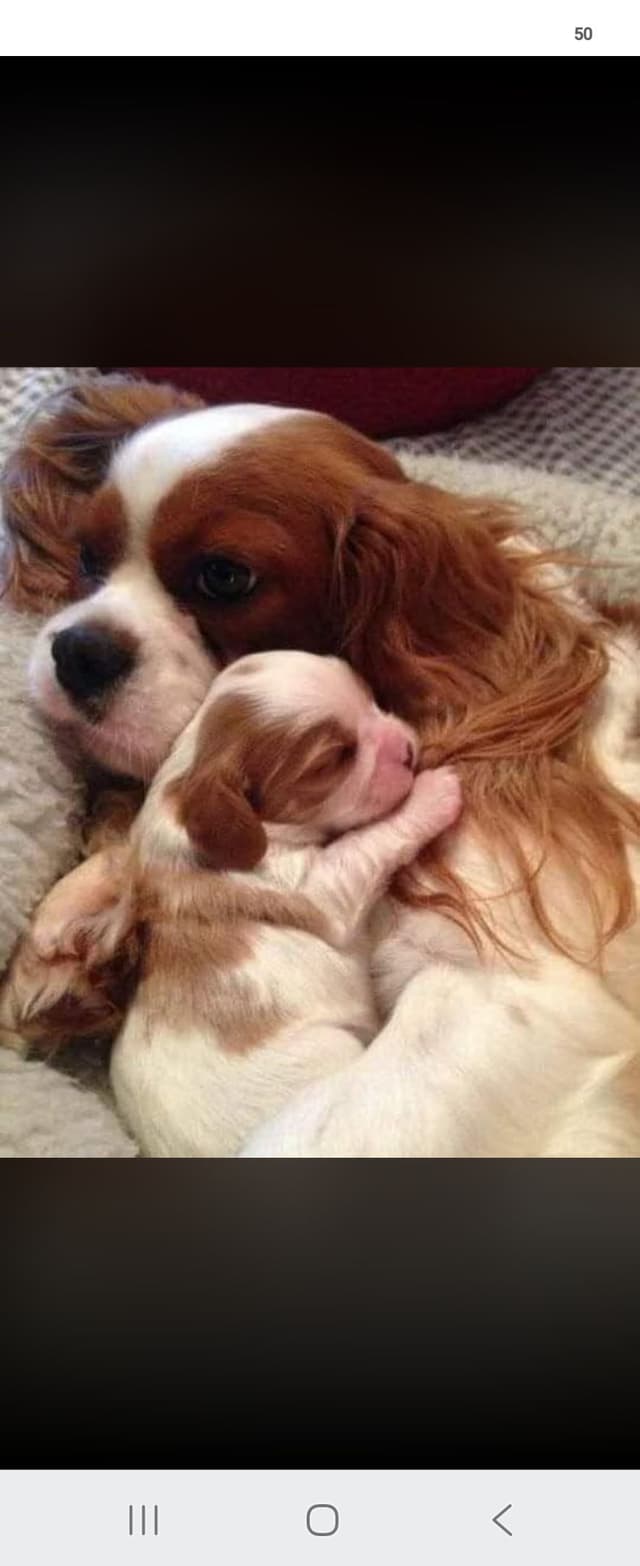 Cavalier King Charles Spaniel Puppies media 7