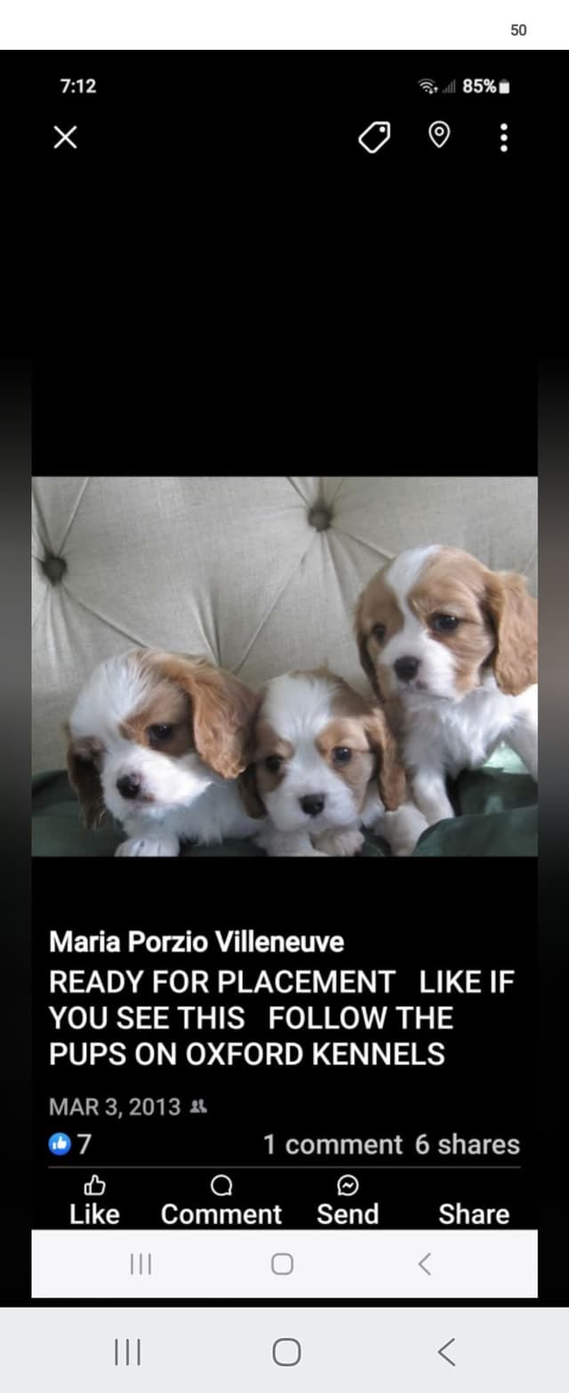 Cavalier King Charles Spaniel Puppies media 8