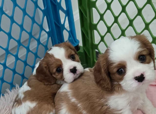 Cavalier King Charles Spaniel Puppies media 10
