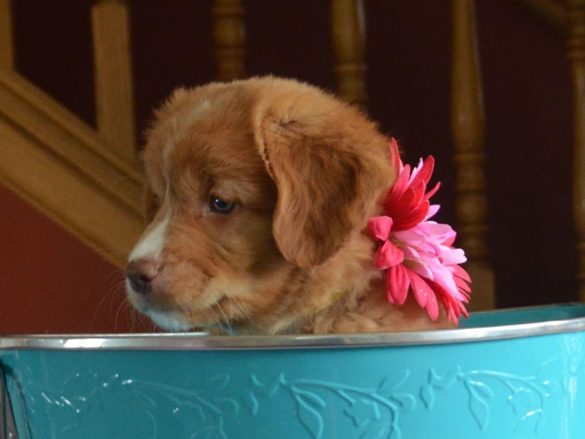 Nova Scotia Duck Tolling Retriever Puppies breeder image 6