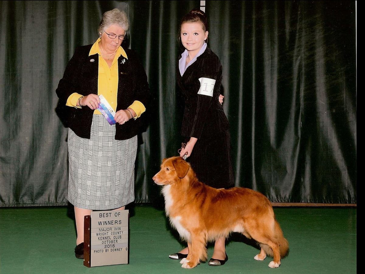 Nova Scotia Duck Tolling Retriever Puppies breeder image 7
