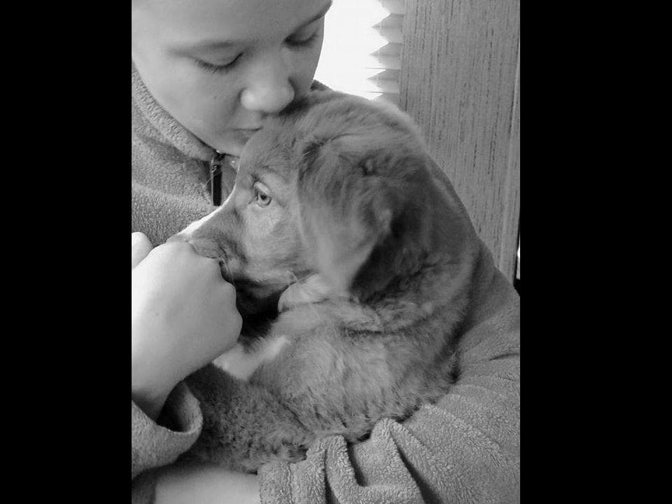 Nova Scotia Duck Tolling Retriever Puppies breeder image 8