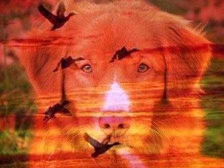 Nova Scotia Duck Tolling Retriever Puppies breeder image 9
