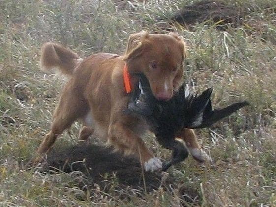 Nova Scotia Duck Tolling Retriever Puppies breeder image 10