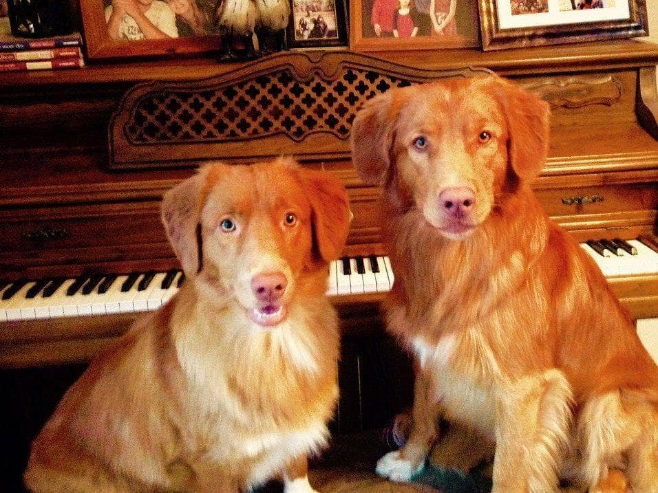 Nova Scotia Duck Tolling Retriever Puppies breeder image 11