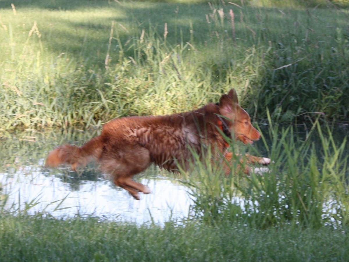 Nova Scotia Duck Tolling Retriever Puppies breeder image 12
