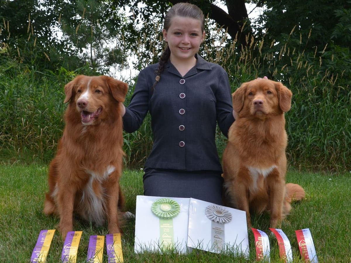 Nova Scotia Duck Tolling Retriever Puppies breeder image 13