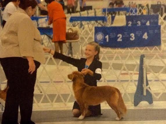 Nova Scotia Duck Tolling Retriever Puppies breeder image 15