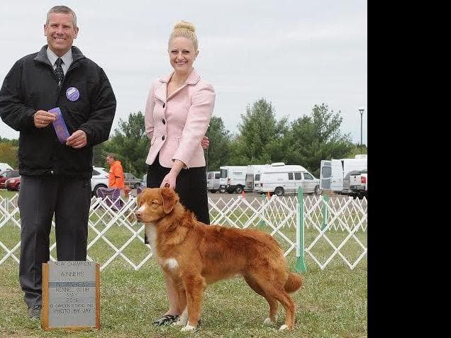Nova Scotia Duck Tolling Retriever Puppies breeder image 16