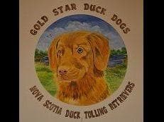 Nova Scotia Duck Tolling Retriever Puppies breeder image 3