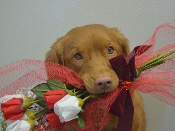 Nova Scotia Duck Tolling Retriever Puppies breeder image 17