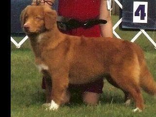 Nova Scotia Duck Tolling Retriever Puppies breeder image 18