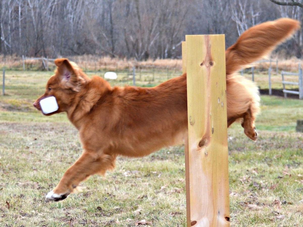 Nova Scotia Duck Tolling Retriever Puppies breeder image 19