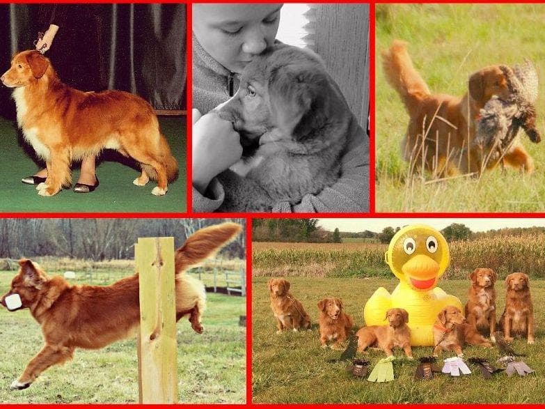 Nova Scotia Duck Tolling Retriever Puppies breeder image 1