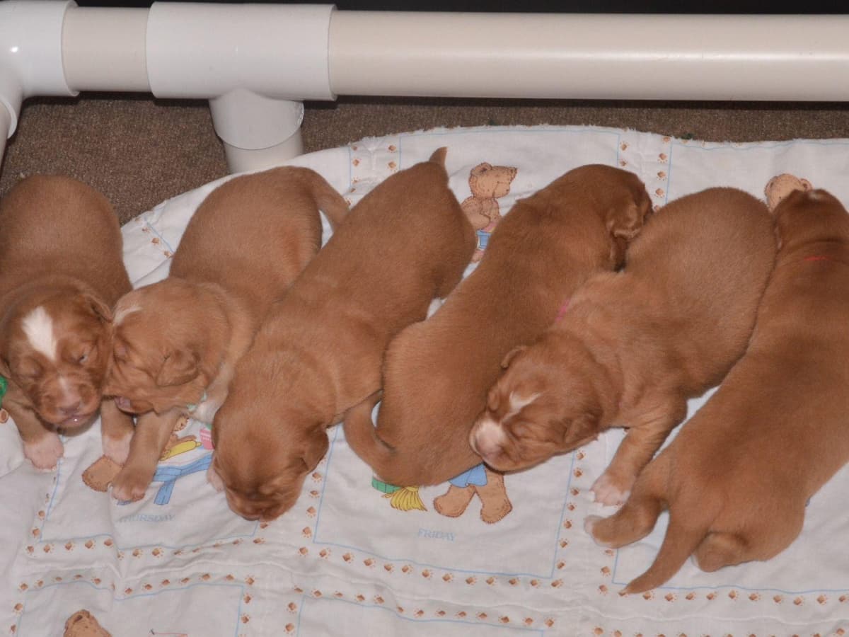 Nova Scotia Duck Tolling Retriever Puppies breeder image 20