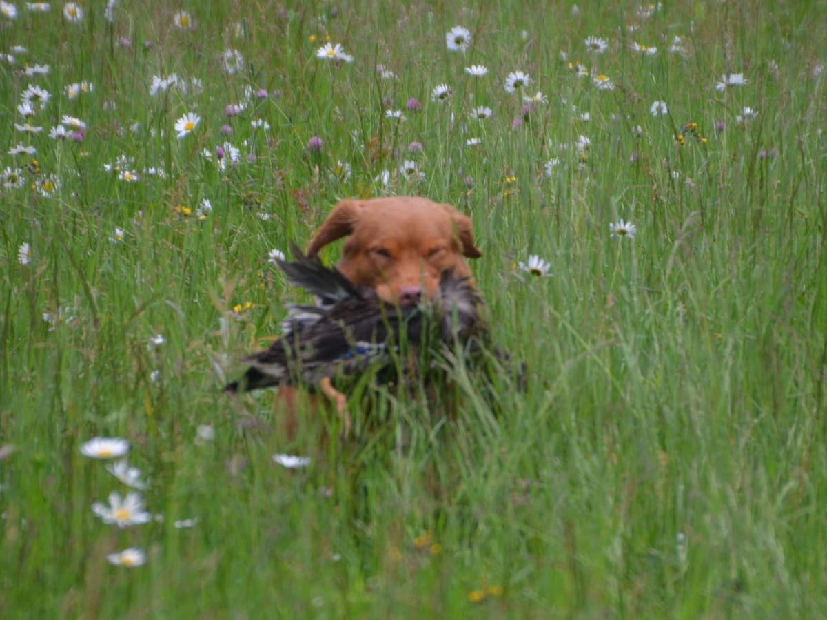 Nova Scotia Duck Tolling Retriever Puppies breeder image 22