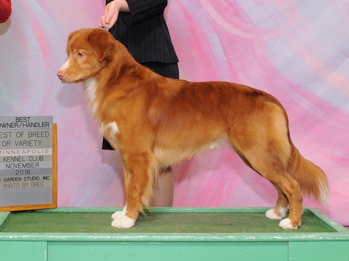 Nova Scotia Duck Tolling Retriever Puppies breeder image 23