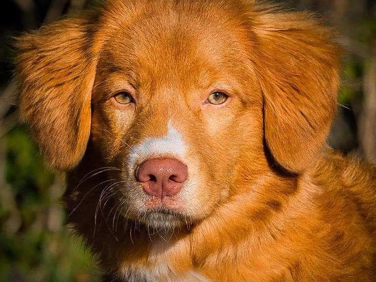 Nova Scotia Duck Tolling Retriever Puppies breeder image 24