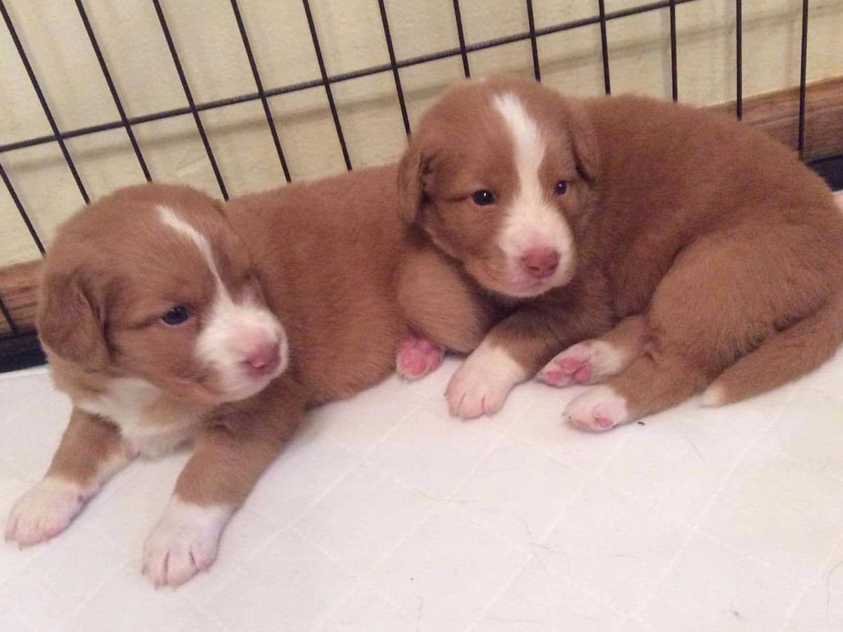 Nova Scotia Duck Tolling Retriever Puppies breeder image 25