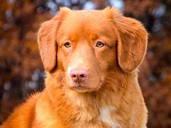 Nova Scotia Duck Tolling Retriever Puppies breeder image 26