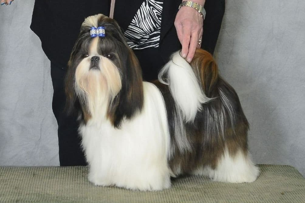 GCHB CH DAM & CH SIRE Shih Tzu Puppies breeder image 8