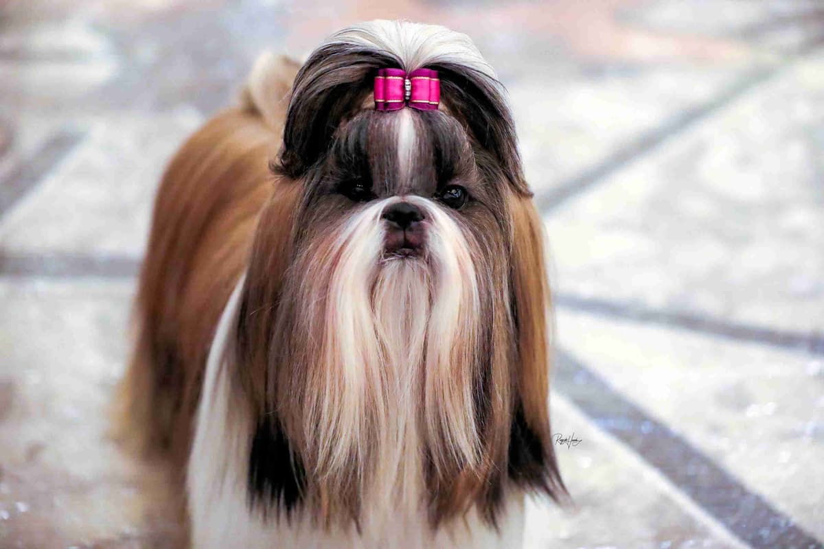 GCHB CH DAM & CH SIRE Shih Tzu Puppies breeder image 5