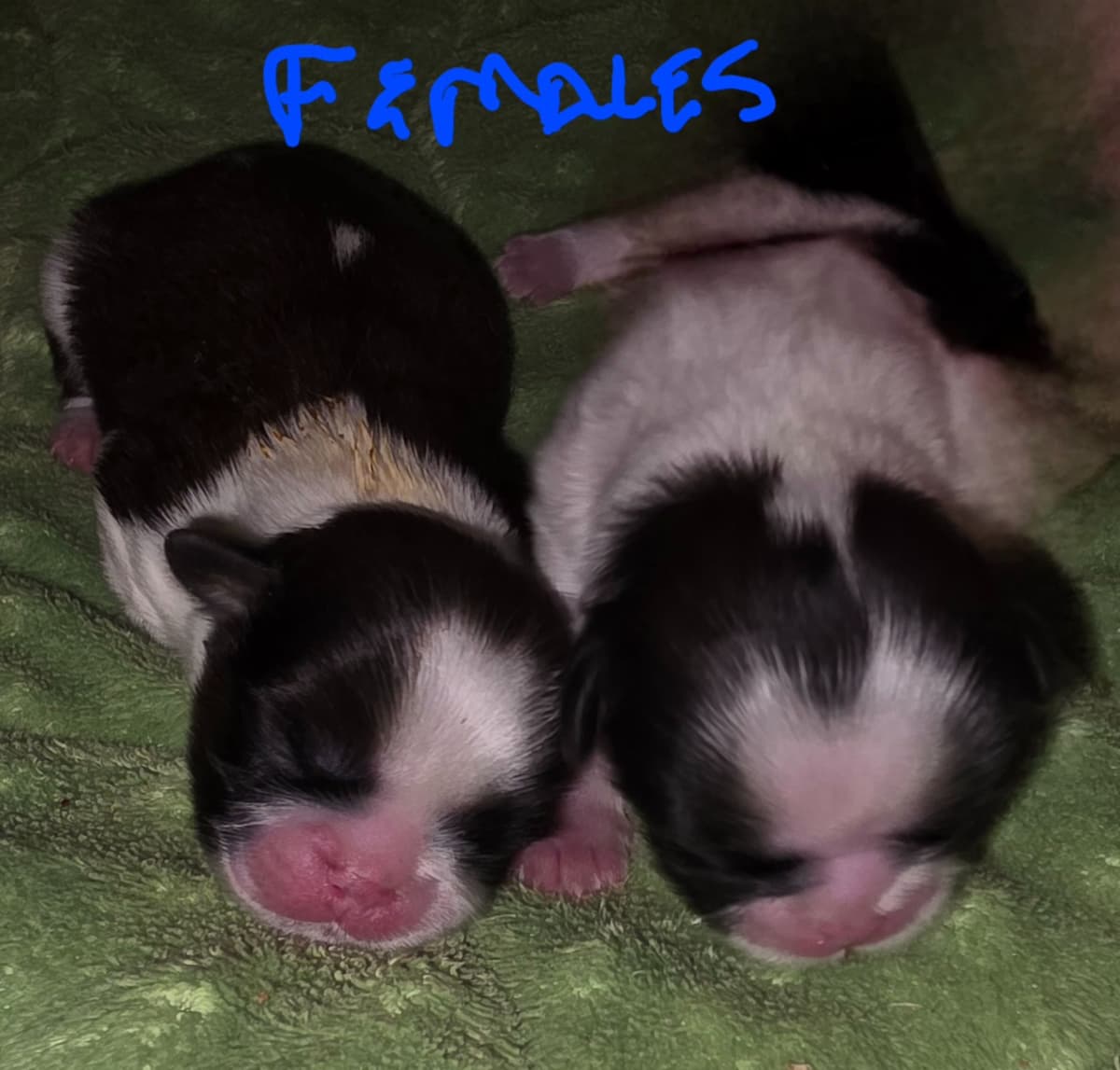 GCHB CH DAM & CH SIRE Shih Tzu Puppies breeder image 2