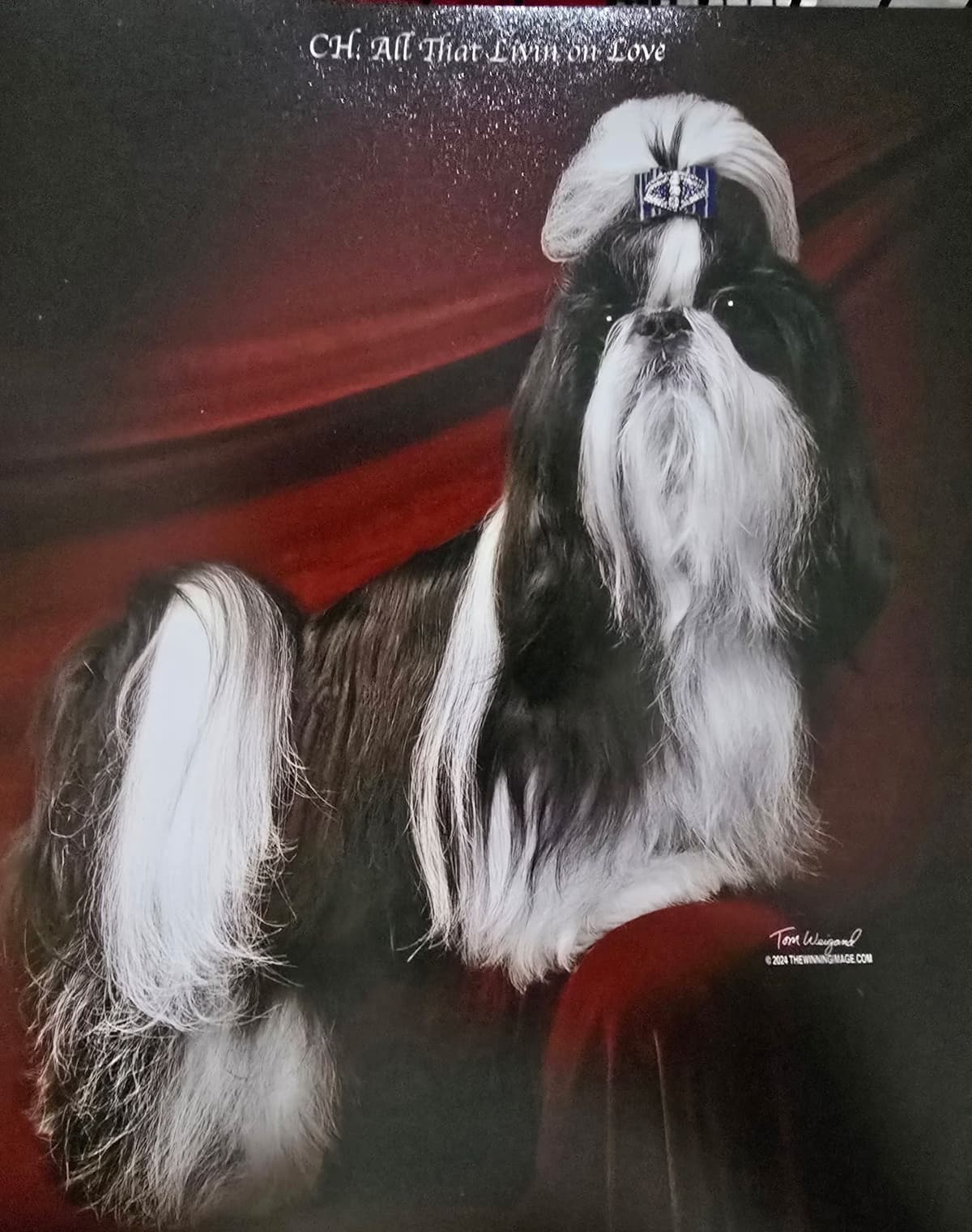 GCHB CH DAM & CH SIRE Shih Tzu Puppies breeder image 4