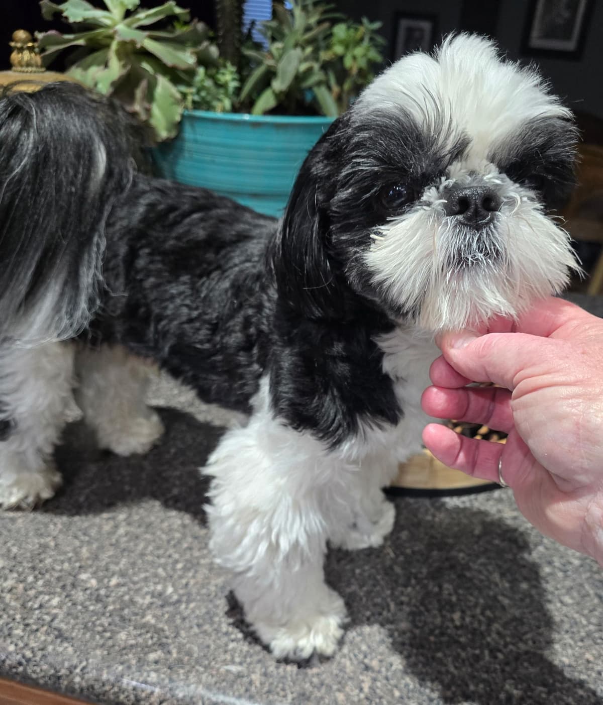 GCHB CH DAM & CH SIRE Shih Tzu Puppies breeder image 7