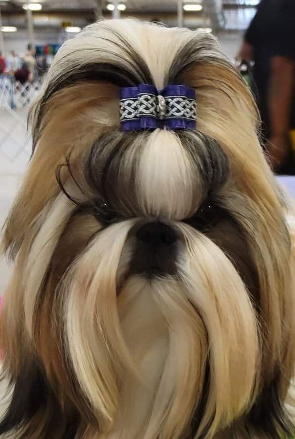 GCHB CH DAM & CH SIRE Shih Tzu Puppies breeder image 11