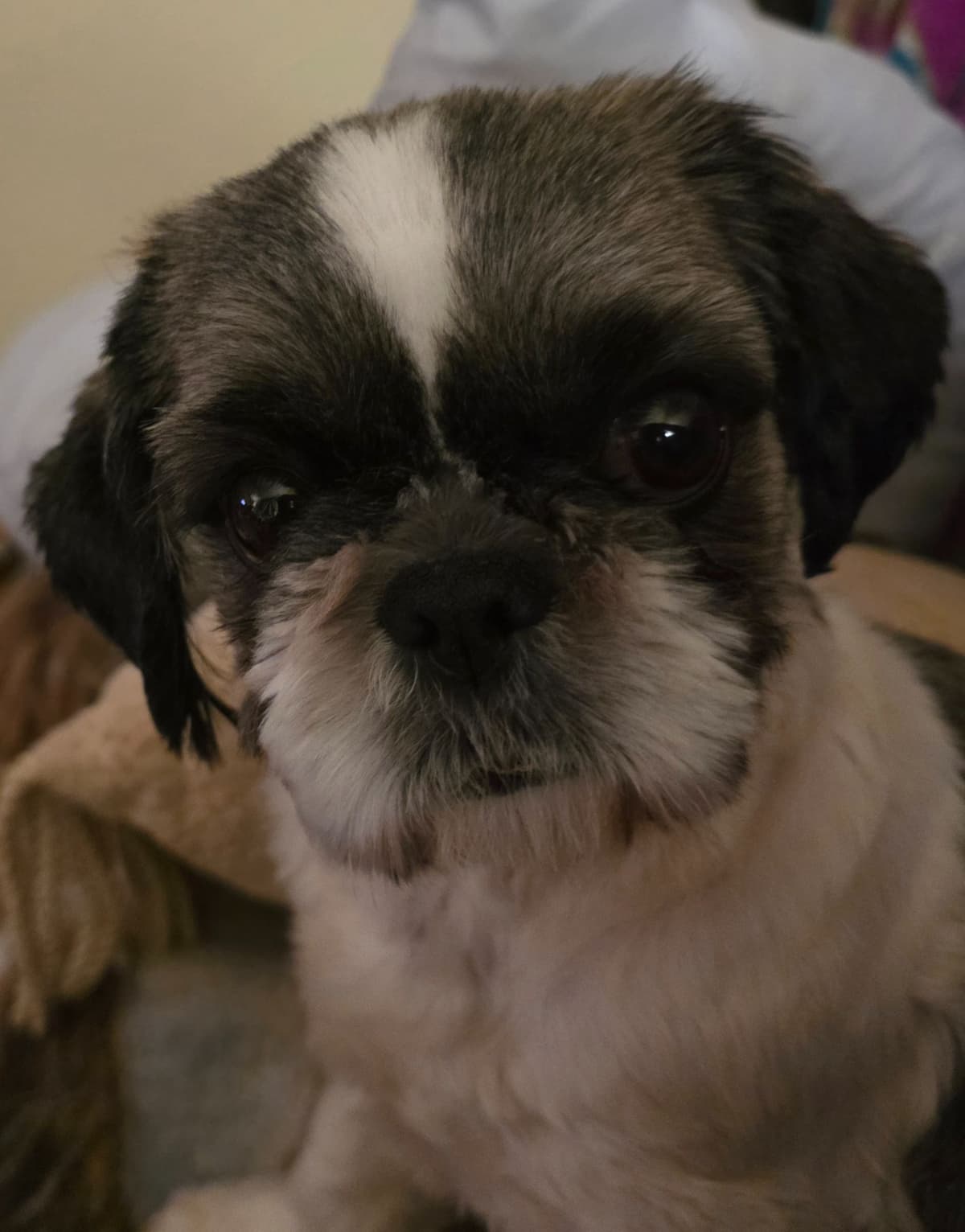 GCHB CH DAM & CH SIRE Shih Tzu Puppies breeder image 6