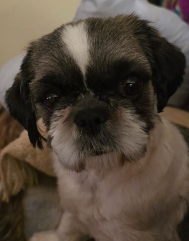 GCHB CH DAM & CH SIRE Shih Tzu Puppies media 2