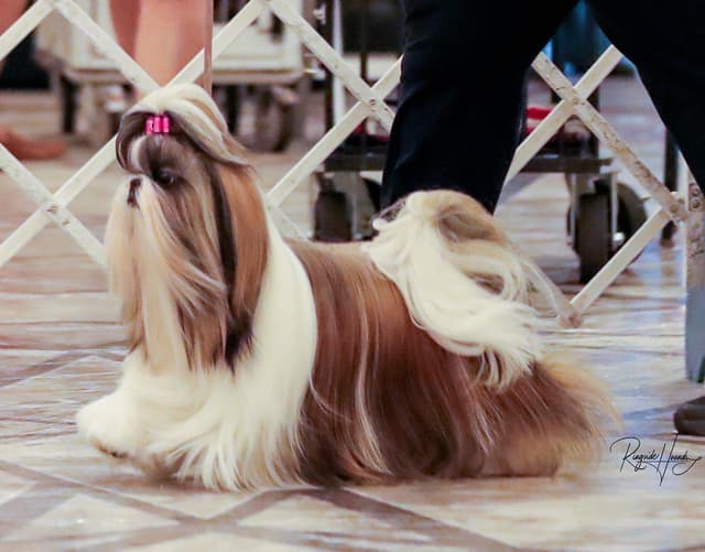GCHB CH DAM & CH SIRE Shih Tzu Puppies media 3