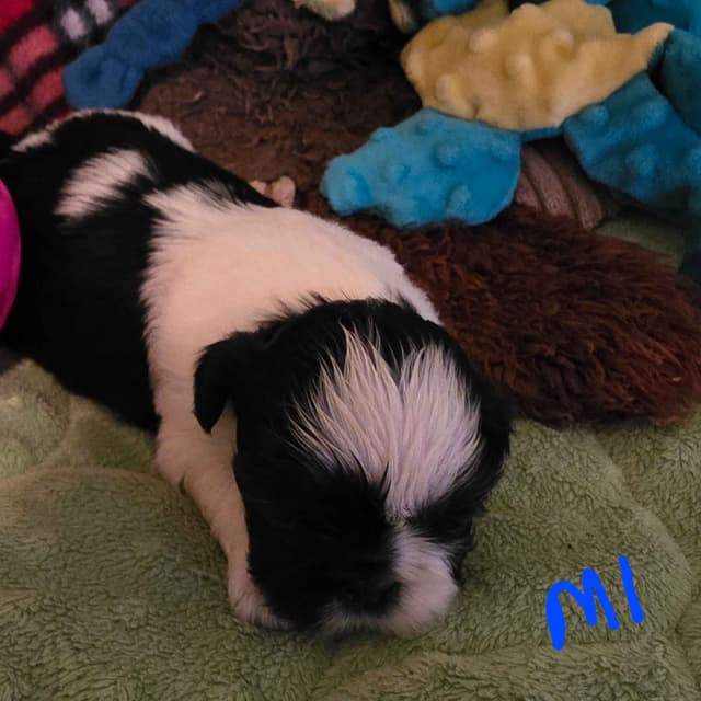 GCHB CH DAM & CH SIRE Shih Tzu Puppies media 6