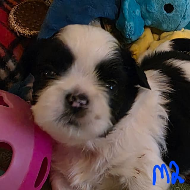 GCHB CH DAM & CH SIRE Shih Tzu Puppies media 7