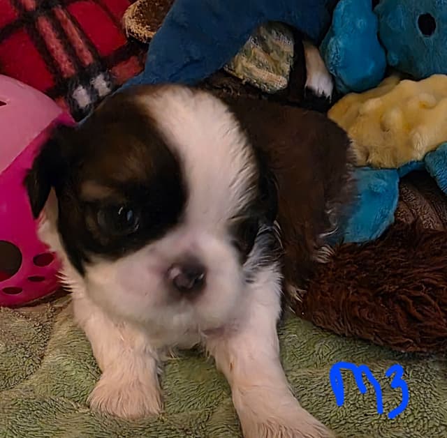 GCHB CH DAM & CH SIRE Shih Tzu Puppies media 8