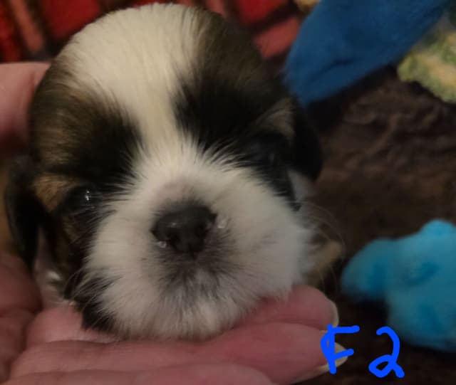 GCHB CH DAM & CH SIRE Shih Tzu Puppies media 10