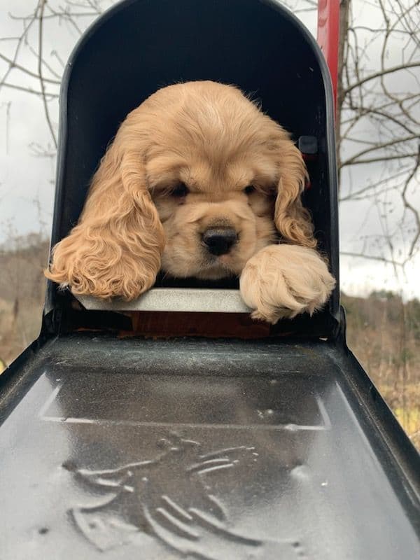 Cocker Spaniel Pup Ready Now! breeder image 2