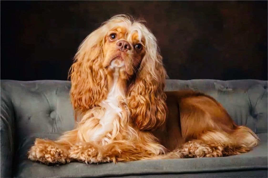 Cocker Spaniel Pup Ready Now! breeder image 4