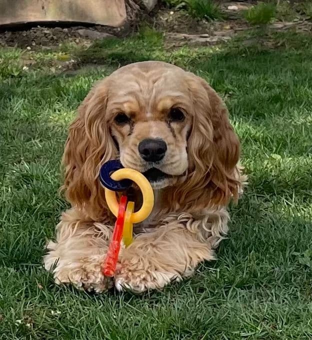 Cocker Spaniel Pup Ready Now! breeder image 8