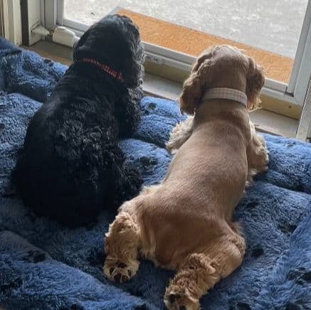 Cocker Spaniel Pup Ready Now! breeder image 10