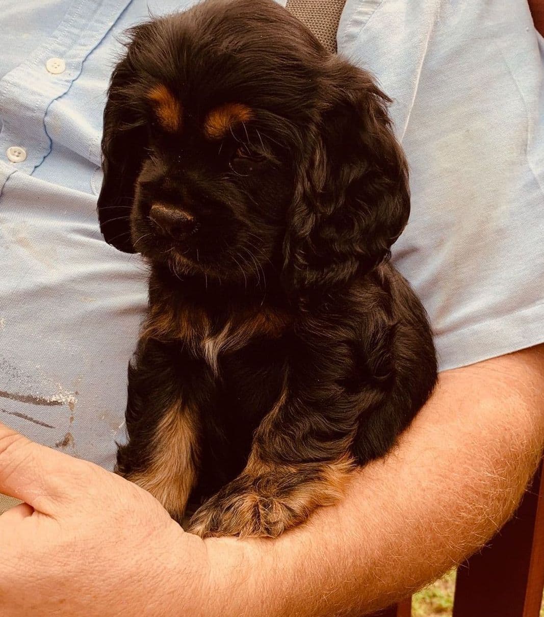 Cocker Spaniel Pup Ready Now! breeder image 11