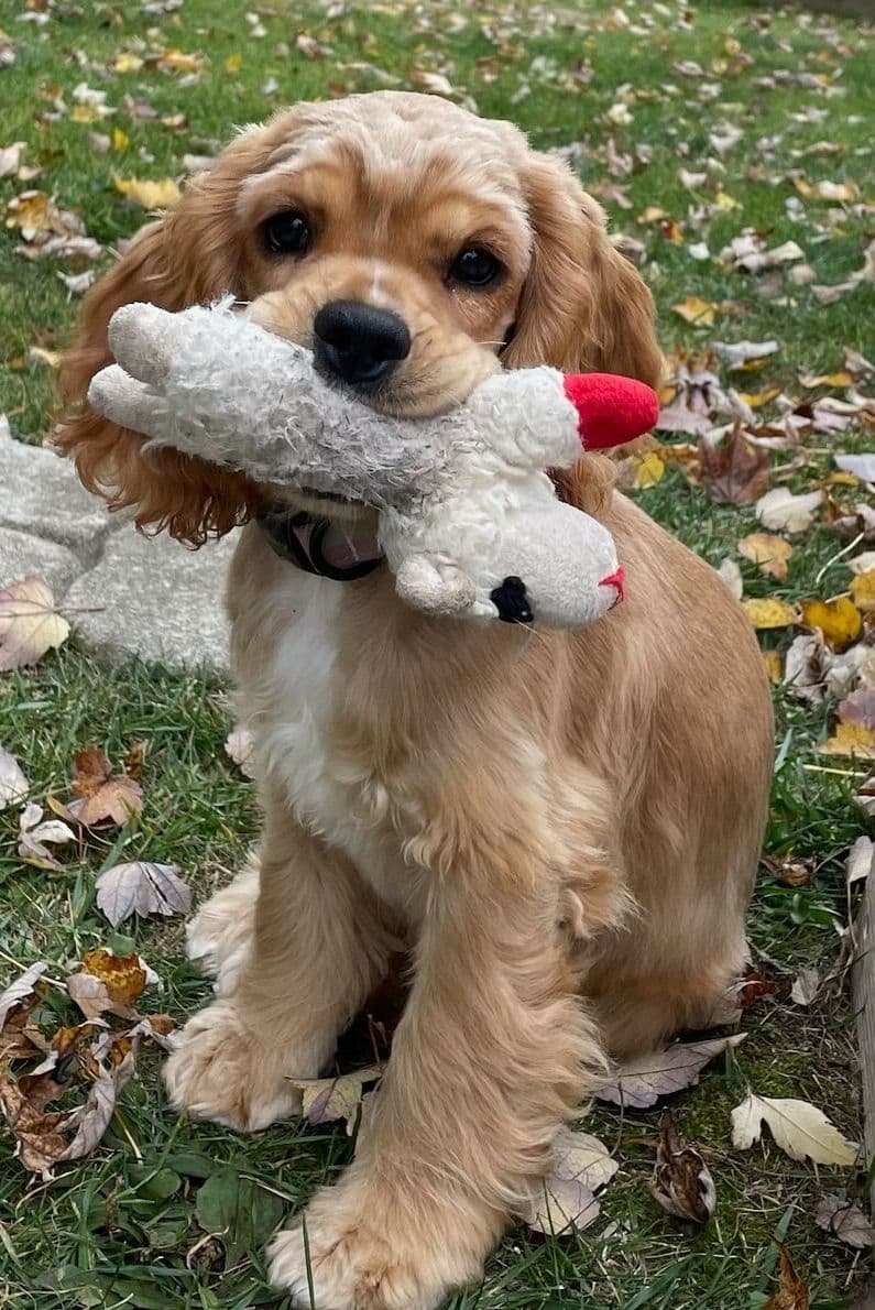 Cocker Spaniel Pup Ready Now! breeder image 9