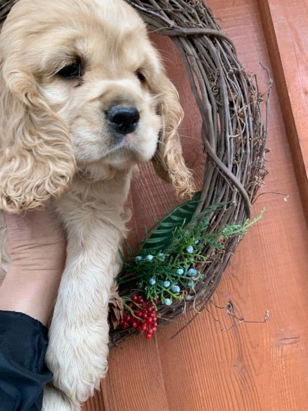 Cocker Spaniel Pup Ready Now! breeder image 1