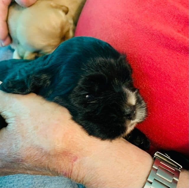 Cocker Spaniel Pup Ready Now! breeder image 12