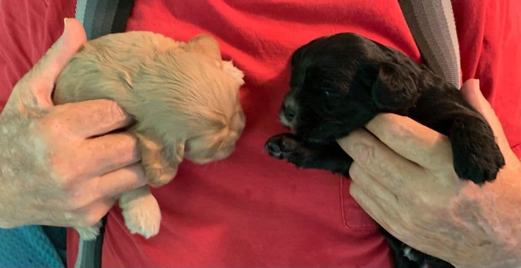 Cocker Spaniel Pup Ready Now! breeder image 13