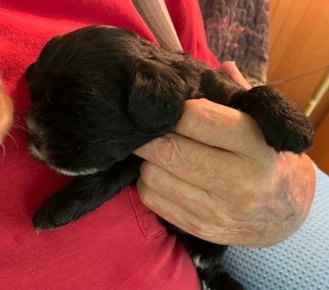 Cocker Spaniel Pup Ready Now! breeder image 14
