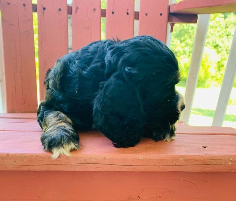 Cocker Spaniel Pup Ready Now! breeder image 15