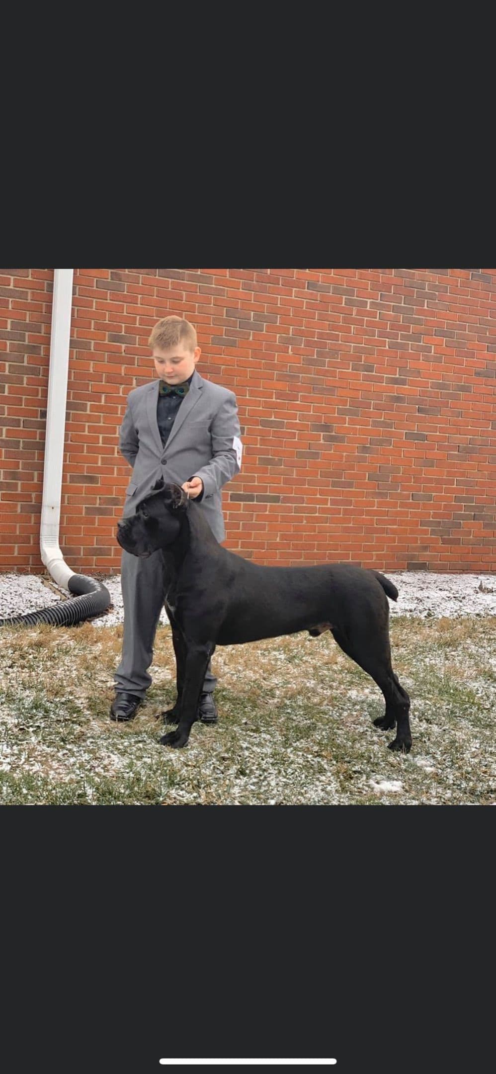 Cane Corso Puppies! breeder image 4